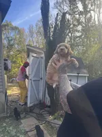 Teddy, a male Miniature Goldendoodle for sale in Gastonia, NC – 9 of 10