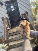 One blue eyed boy! (Rare), a male Miniature Goldendoodle for sale in Gastonia, NC – 5 of 10