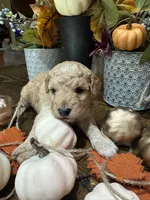 Candi , a female Miniature Goldendoodle for sale in Gastonia, NC – 2 of 5
