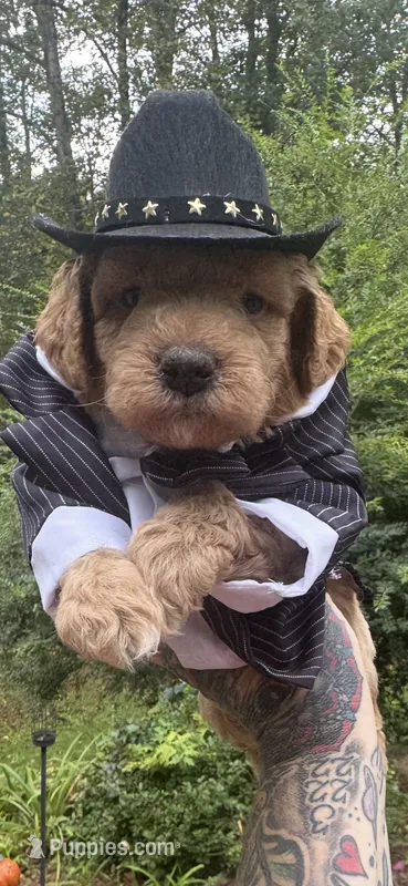 Leaves – Miniature Goldendoodle puppy for sale in Gastonia, NC