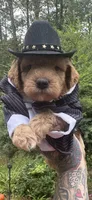 Teddy, a male Miniature Goldendoodle for sale in Gastonia, NC – 1 of 10