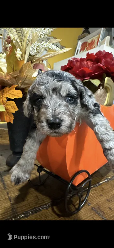 Blues clues – Miniature Goldendoodle puppy for sale in Gastonia, NC