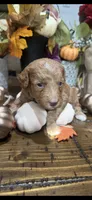 Little red, a female Miniature Goldendoodle for sale in Gastonia, NC – 7 of 7