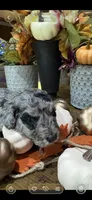 Blues clues, a male Miniature Goldendoodle for sale in Gastonia, NC – 2 of 4