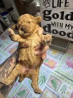 Riser, a female Miniature Goldendoodle for sale in Gastonia, NC – 2 of 6