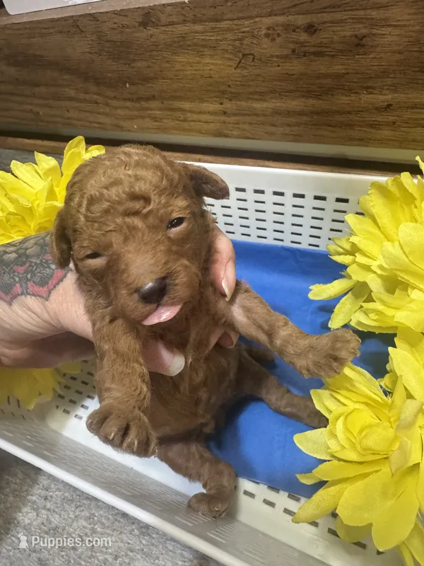 Red runt toy/micro – Poodle - Toy , Miniature Goldendoodle puppy for sale in Gastonia, NC