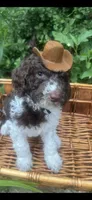 King, a male Labradoodle and Poodle - Standard  for sale in Gastonia, NC – 10 of 10