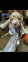Prince , a male Miniature Goldendoodle for sale in Gastonia, NC – 2 of 5