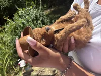 Cowboy toy/micro, a male Poodle - Toy  and Miniature Goldendoodle for sale in Gastonia, NC – 3 of 9