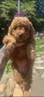 Ruby toy/ micro, a female Miniature Goldendoodle for sale in Gastonia, NC – 4 of 5