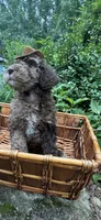 Mr.twix, a male Labradoodle and Poodle - Standard  for sale in Gastonia, NC – 7 of 10