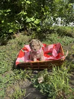 Delilah, a female Goldendoodle for sale in Gastonia, NC – 7 of 7