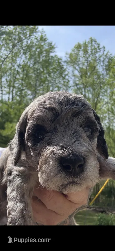 So Icey!!! – Miniature Goldendoodle puppy for sale in Gastonia, NC