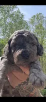 So Icey!!!, a male Miniature Goldendoodle for sale in Gastonia, NC – Photo 5 of 8