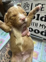 Rufus , a male Miniature Aussiedoodle and Miniature Goldendoodle for sale in Gastonia, NC – 4 of 5
