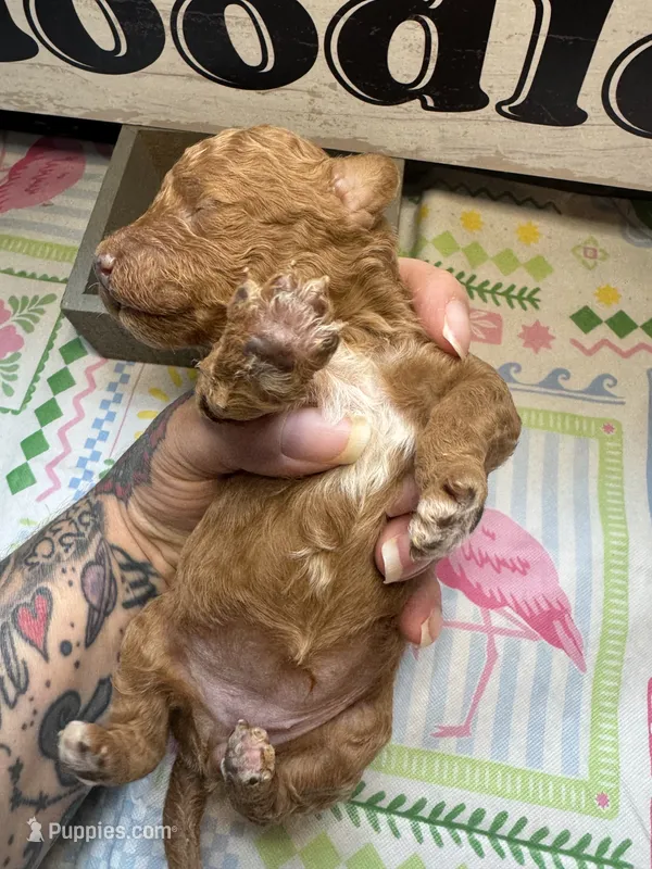 Ruby – Miniature Goldendoodle puppy for sale in Gastonia, NC