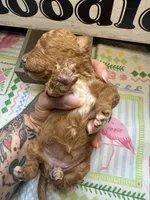 Ruby, a female Miniature Goldendoodle for sale in Gastonia, NC – 1 of 3