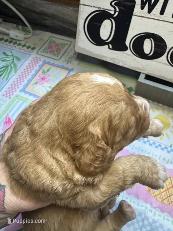 Rufus  – Miniature Aussiedoodle, Miniature Goldendoodle puppy for sale in Gastonia, NC