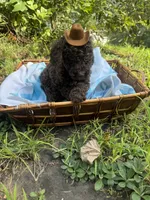 Hershey, a male Goldendoodle for sale in Gastonia, NC – 4 of 10