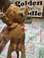 Crimson, a female Miniature Goldendoodle for sale in Gastonia, NC – 1 of 5