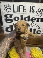 Riser toy/micro, a female Poodle - Toy  and Miniature Goldendoodle for sale in Gastonia, NC – 7 of 9