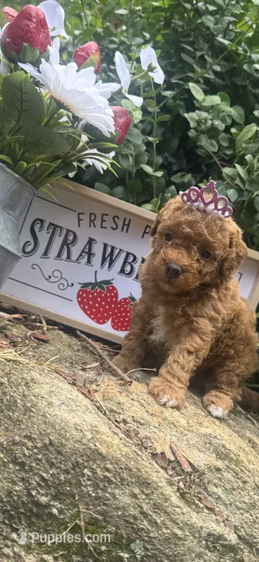Ruby toy/ micro – Poodle - Toy , Miniature Goldendoodle puppy for sale in Gastonia, NC