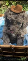 Rocko, a male Goldendoodle for sale in Gastonia, NC – 3 of 6