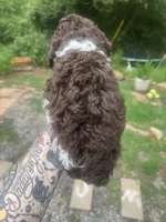 King, a male Labradoodle and Poodle - Standard  for sale in Gastonia, NC – 8 of 10