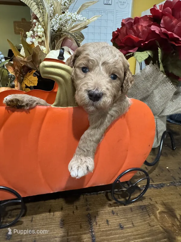 Leaves – Miniature Goldendoodle puppy for sale in Gastonia, NC
