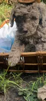 Rocko, a male Goldendoodle for sale in Gastonia, NC – 2 of 6