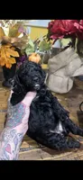 Black widow, a female Miniature Goldendoodle for sale in Gastonia, NC – 3 of 4