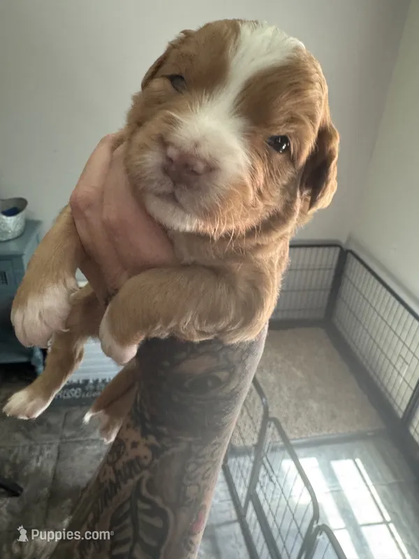 Rocky – Miniature Aussiedoodle, Miniature Goldendoodle puppy on hold in Gastonia, NC