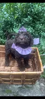 Kisses, a female Labradoodle and Poodle - Standard  for sale in Gastonia, NC – 8 of 8