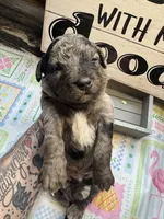 Blues clues, a male Miniature Aussiedoodle and Miniature Goldendoodle for sale in Gastonia, NC – 6 of 6