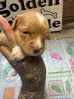 Rosey, a female Miniature Aussiedoodle and Miniature Goldendoodle for sale in Gastonia, NC – 3 of 4