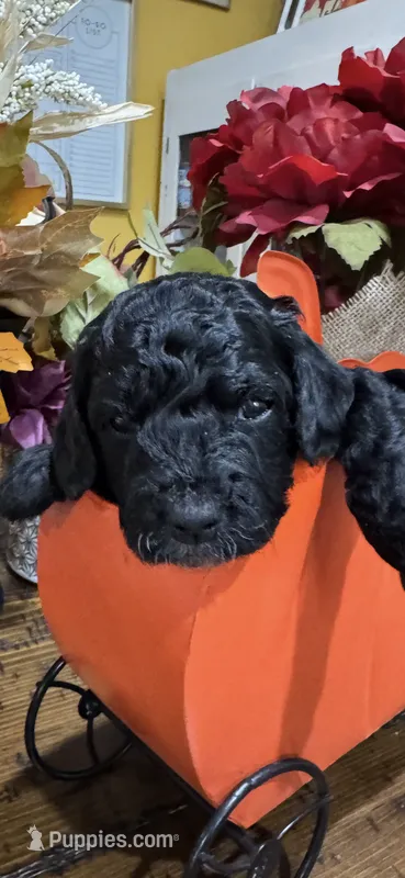 Black widow – Miniature Goldendoodle puppy for sale in Gastonia, NC