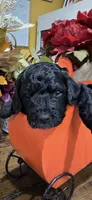 Black widow, a female Miniature Goldendoodle for sale in Gastonia, NC – 1 of 4