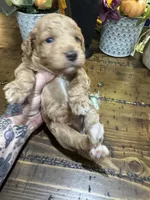 Little red, a female Miniature Goldendoodle for sale in Gastonia, NC – 6 of 7