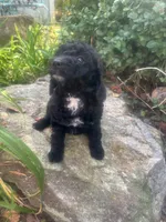 Pumpkin , a female Miniature Goldendoodle for sale in Gastonia, NC – 1 of 8