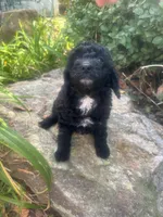 Pumpkin , a female Miniature Goldendoodle for sale in Gastonia, NC – 4 of 8