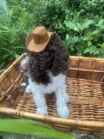 King, a male Labradoodle and Poodle - Standard  for sale in Gastonia, NC – 9 of 10
