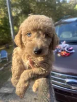 One blue eyed boy! (Rare), a male Miniature Goldendoodle for sale in Gastonia, NC – 10 of 10
