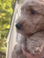 Teddy, a male Miniature Goldendoodle for sale in Gastonia, NC – 7 of 10