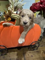 Leaves, a male Miniature Goldendoodle for sale in Gastonia, NC – 4 of 4