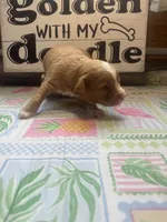 Rocky, a male Miniature Aussiedoodle and Miniature Goldendoodle for sale in Gastonia, NC – 2 of 3