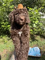 Hershey, a male Goldendoodle for sale in Gastonia, NC – 6 of 10
