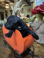 Raven, a  Miniature Goldendoodle for sale in Gastonia, NC – 4 of 6