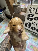 Rufus , a male Miniature Aussiedoodle and Miniature Goldendoodle for sale in Gastonia, NC – 3 of 5