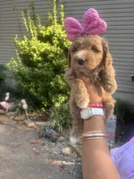 Prissy pants, a female Miniature Goldendoodle for sale in Gastonia, NC – 5 of 10
