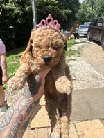 Rema toy/micro, a female Poodle - Toy  and Miniature Goldendoodle for sale in Gastonia, NC – 4 of 7